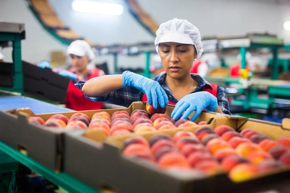 Food Processing and Production