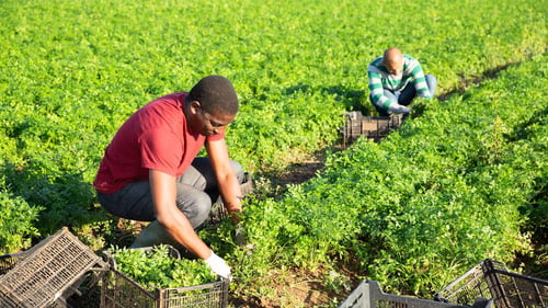 Reducing Turnover in Farm Labor: How a Stable Workforce Boosts Productivity