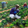 H-2A farm labor